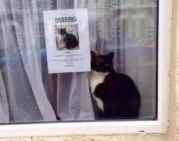 Name:  cat-missing.png
Views: 1226
Size:  354.5 KB