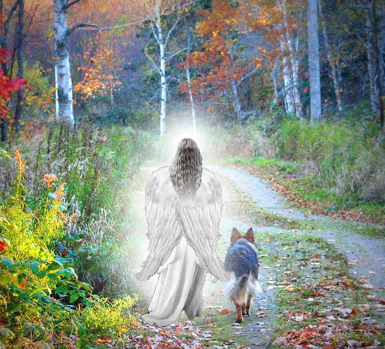 Name:  The last walk..jpg
Views: 1039
Size:  268.1 KB