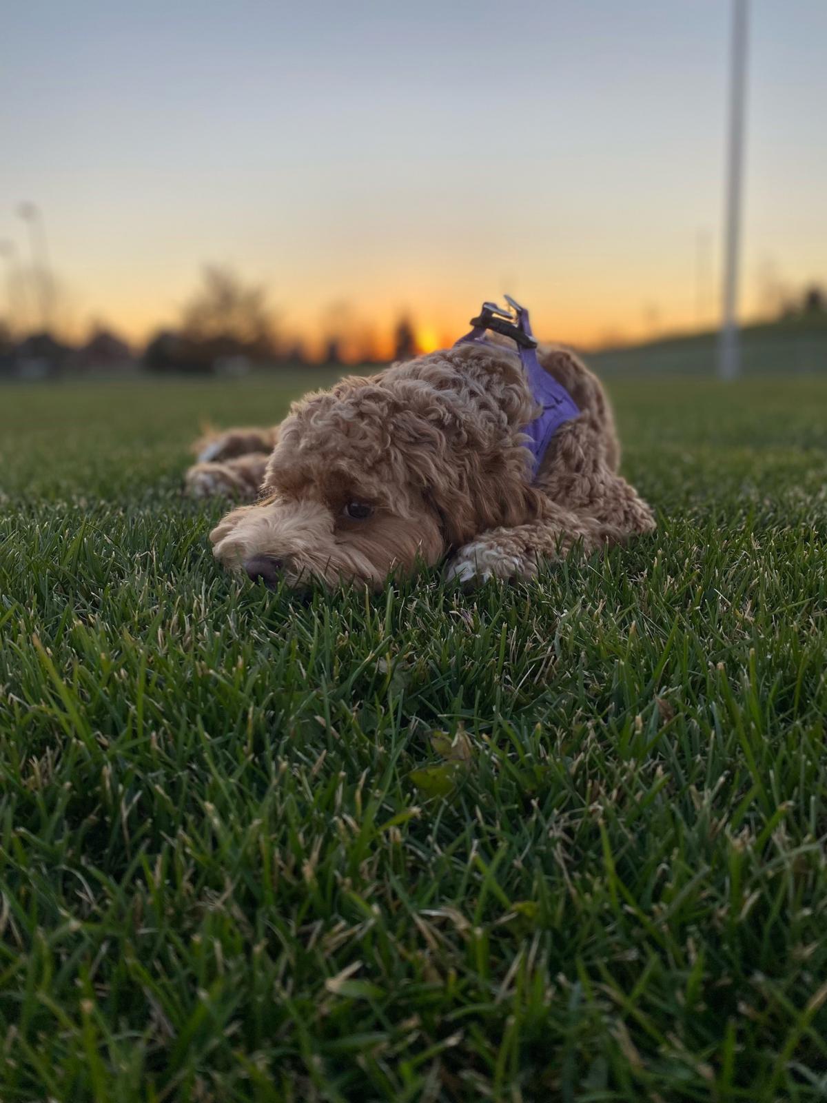Name:  doggy8.jpg
Views: 1110
Size:  195.3 KB