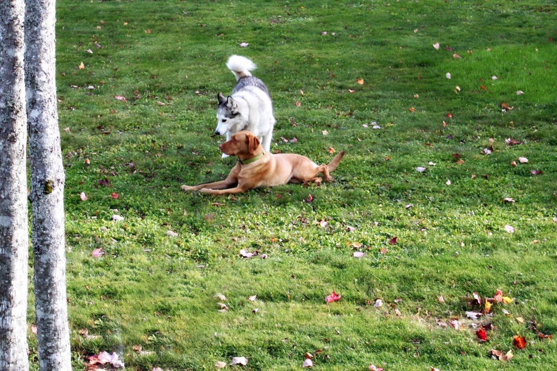 Name:  Talii and Oakley..JPG
Views: 1514
Size:  821.8 KB