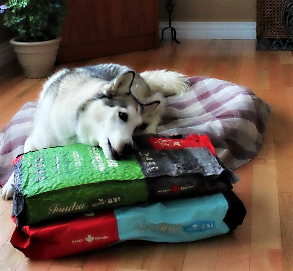 Name:  Talii and her food..JPG
Views: 976
Size:  232.6 KB
