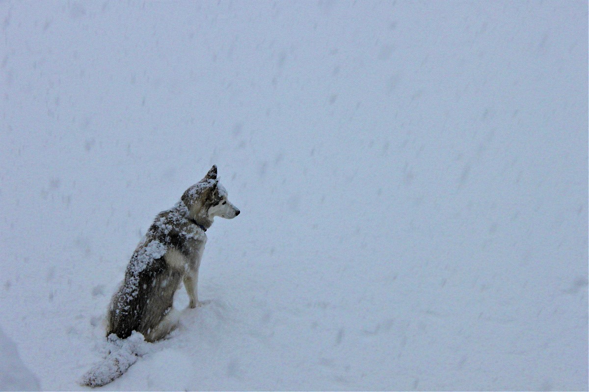 Name:  Snow Day..jpg
Views: 1376
Size:  207.9 KB