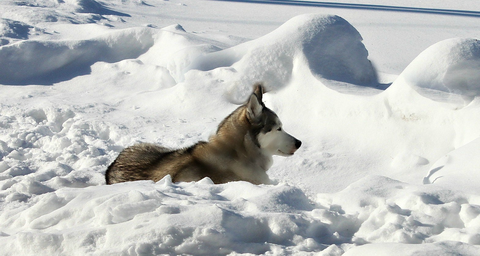 Name:  Snow Nose..JPG
Views: 2968
Size:  401.0 KB