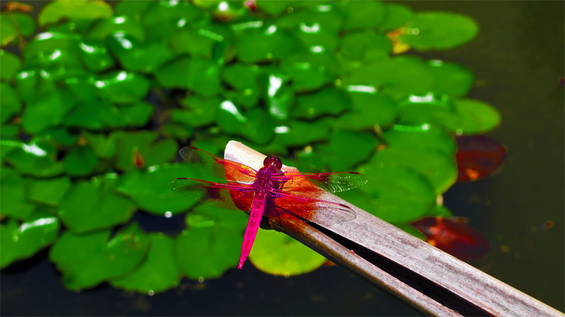 Name:  purple_drugon.jpg
Views: 1935
Size:  242.6 KB