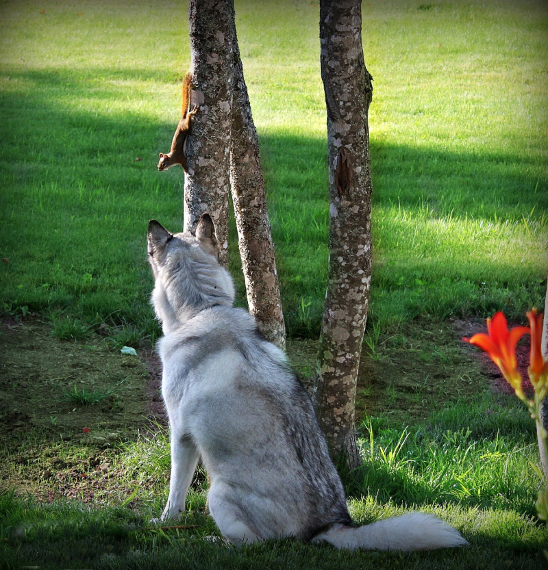Name:  Talii and friend..jpg
Views: 14132
Size:  431.8 KB