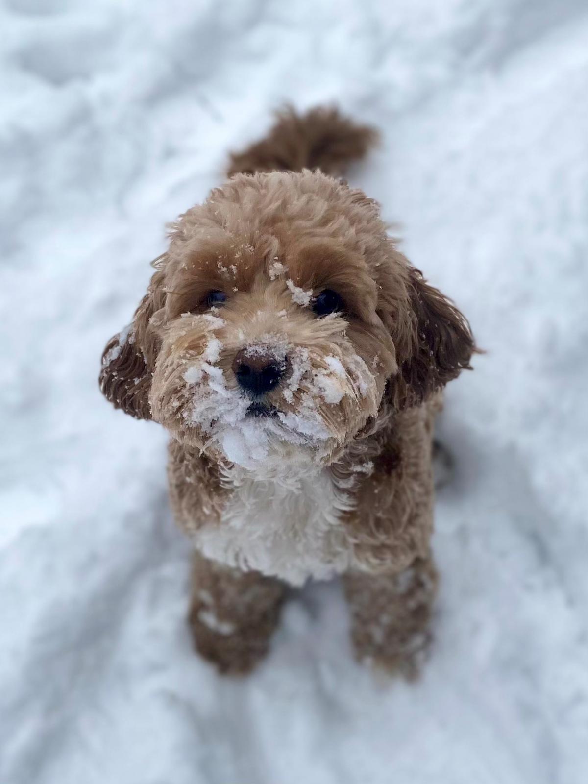 Name:  Puppy20.jpg
Views: 1445
Size:  118.6 KB