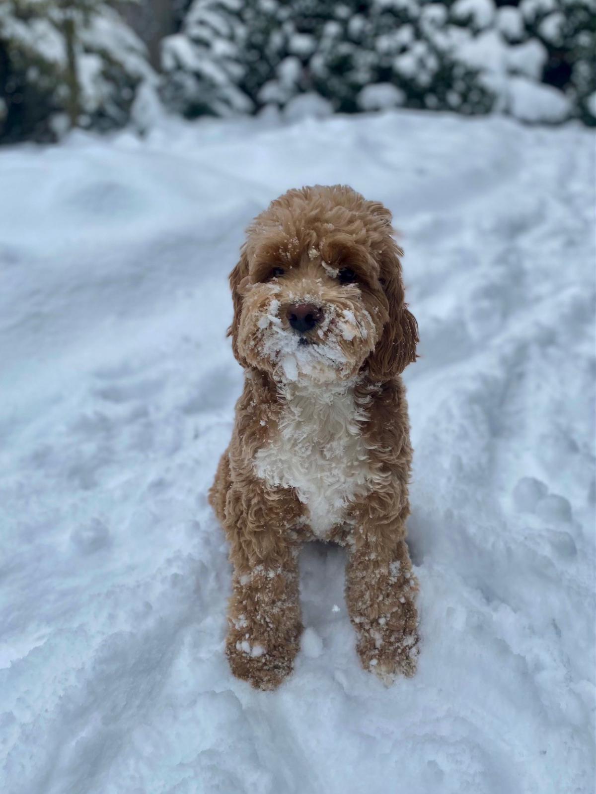 Name:  Puppy18.jpg
Views: 1394
Size:  143.0 KB