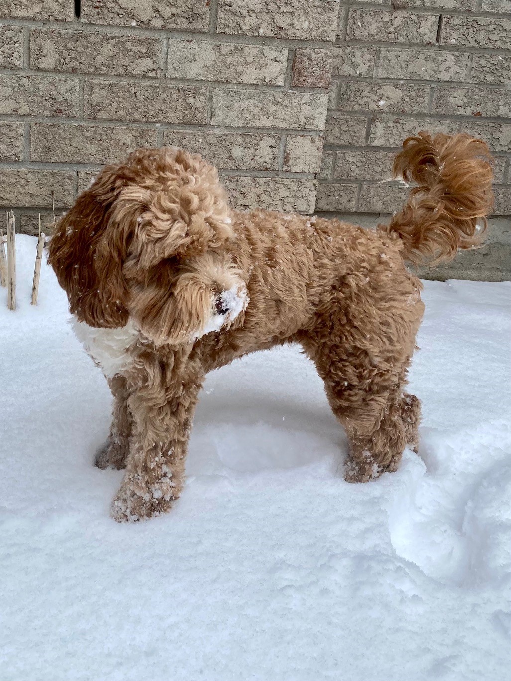 Name:  Puppy19.jpg
Views: 1404
Size:  454.3 KB