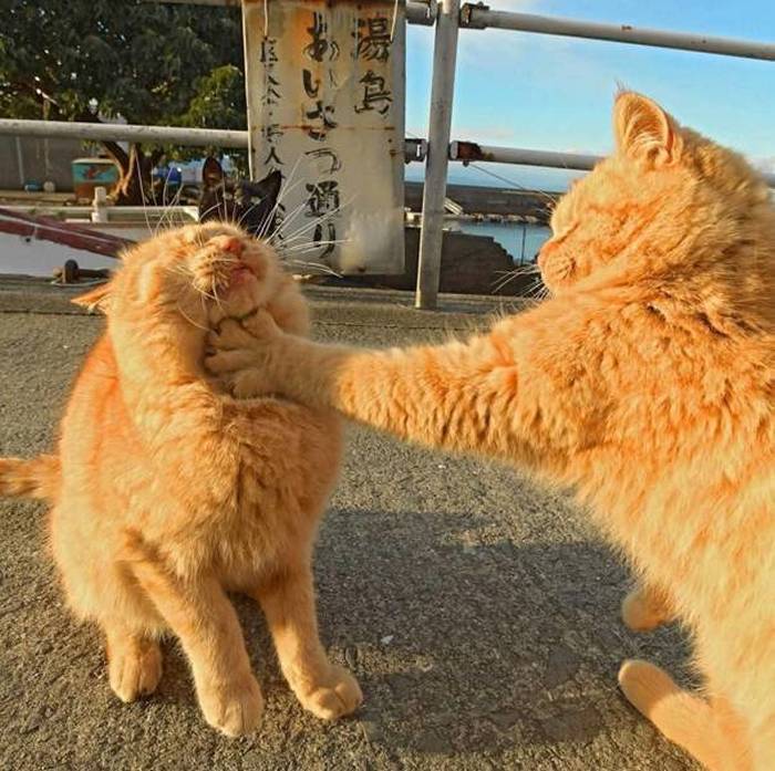 Name:  Catfight.jpg
Views: 871
Size:  81.3 KB