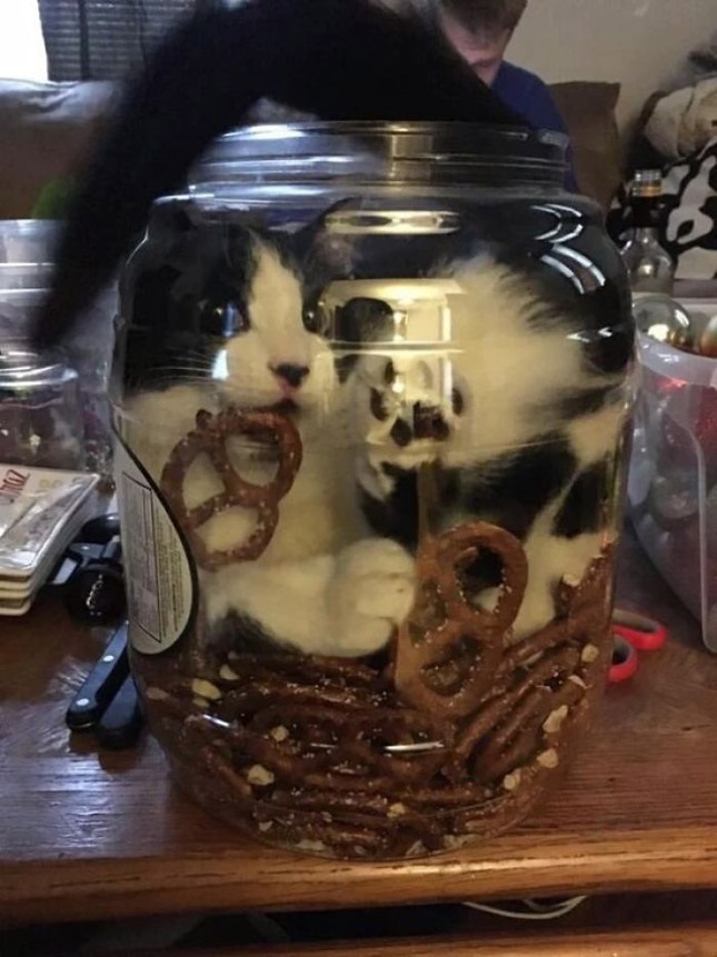 Name:  cat 5.jpg
Views: 1177
Size:  159.6 KB