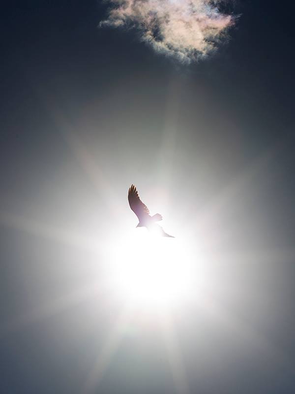 Name:  icarus.jpg
Views: 5342
Size:  17.6 KB