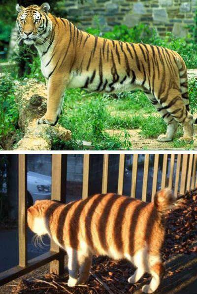 Name:  Cat..jpg
Views: 1111
Size:  58.7 KB