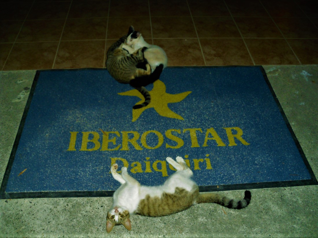 Name:  Cats.jpg
Views: 4174
Size:  243.2 KB