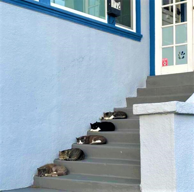 Name:  Cat nap..jpg
Views: 971
Size:  142.0 KB