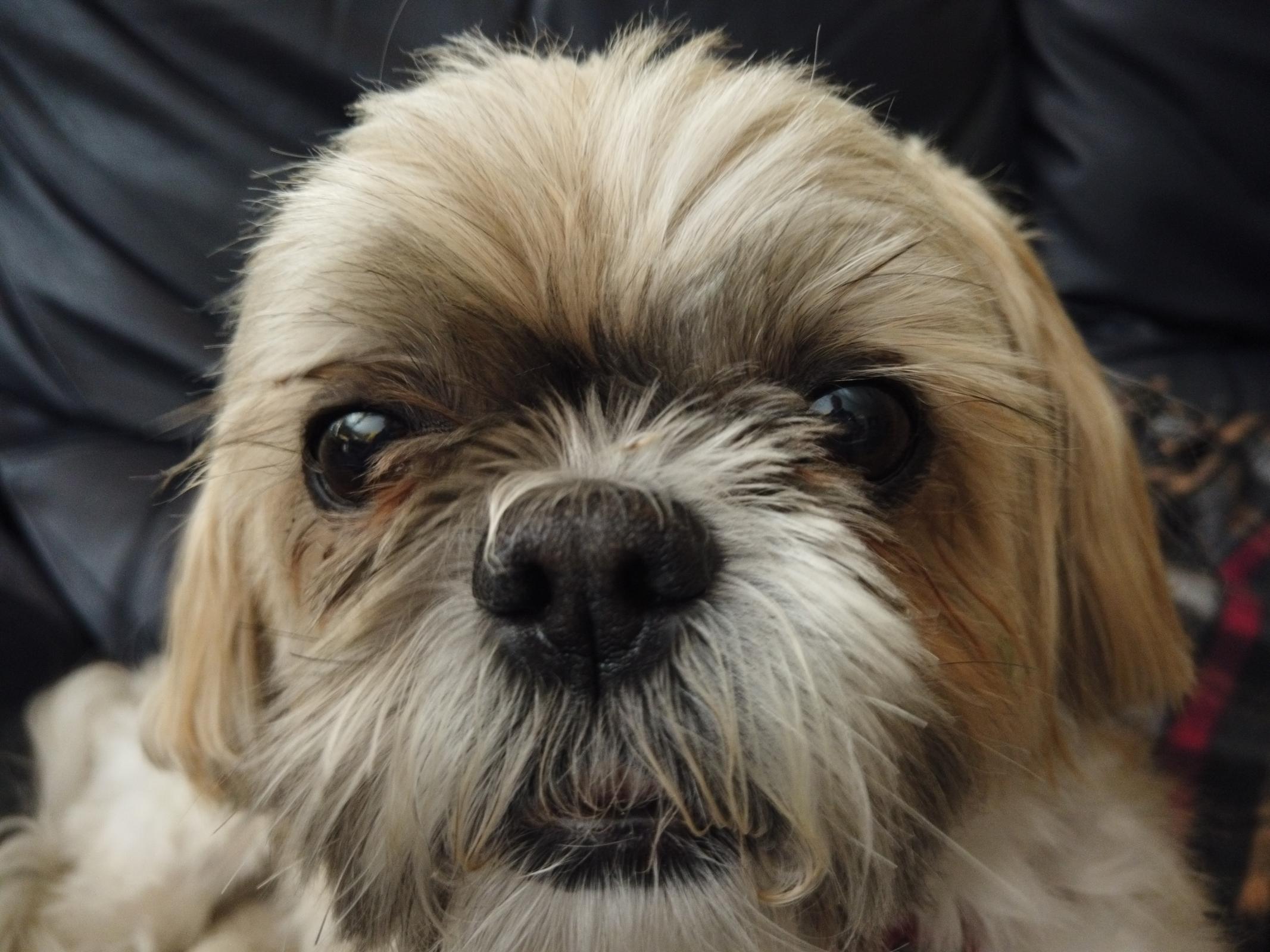 Name:  Snoot 2.jpg
Views: 1739
Size:  312.3 KB