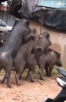 Name:  pile on.gif
Views: 2031
Size:  3.04 MB