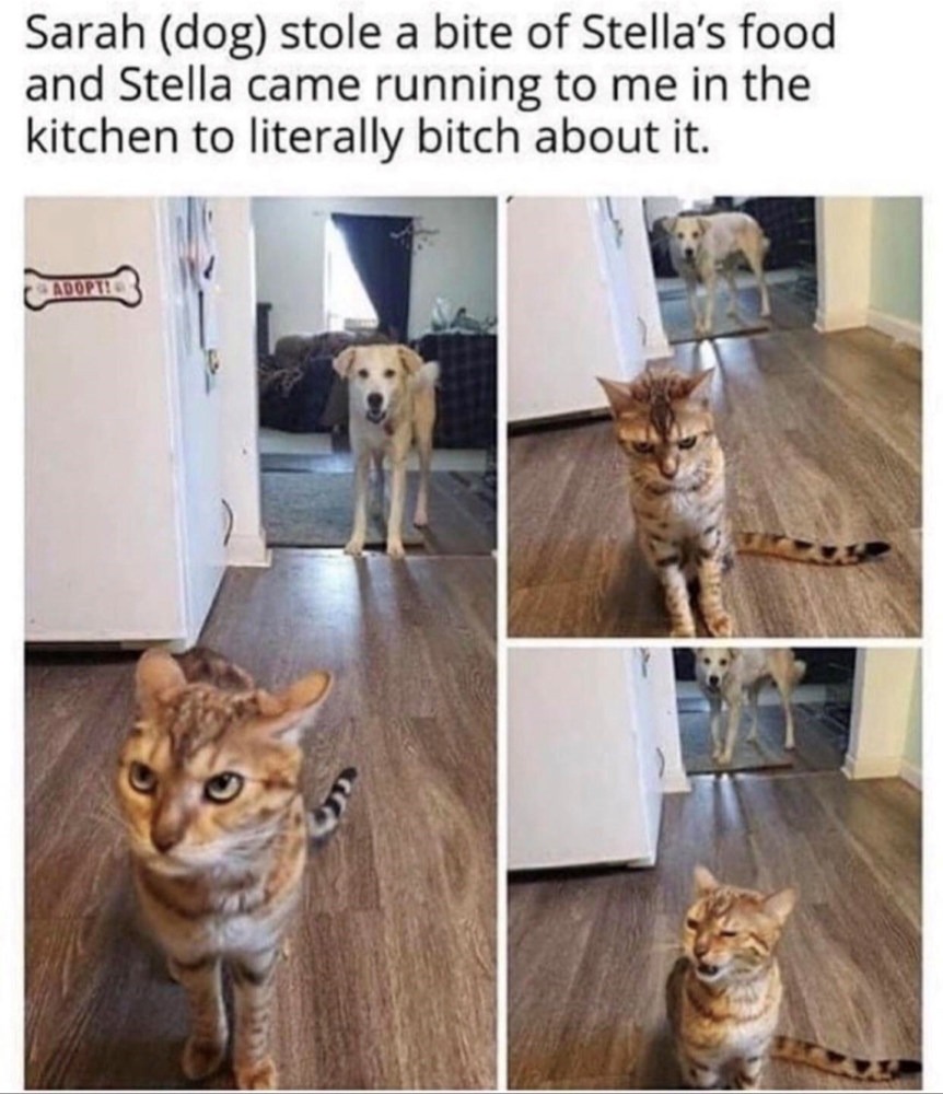 Name:  Cat..jpg
Views: 3686
Size:  428.9 KB