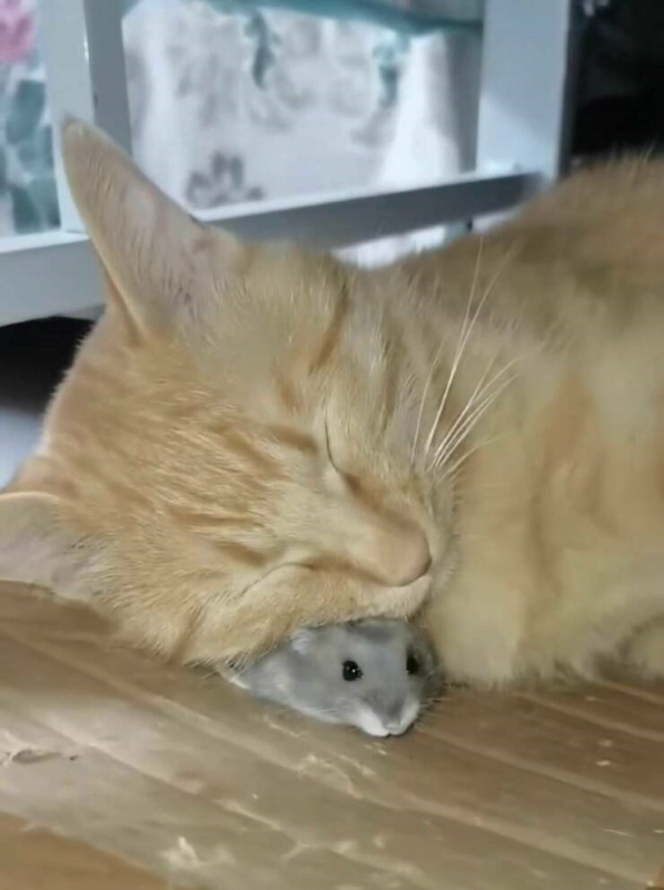 Name:  Cat..jpg
Views: 3853
Size:  196.4 KB