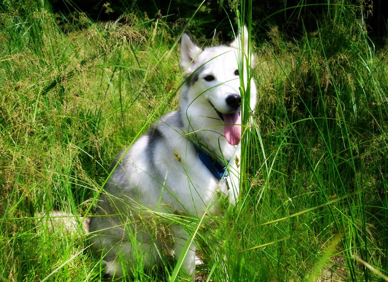 Name:  In the weeds..JPG
Views: 1707
Size:  358.9 KB
