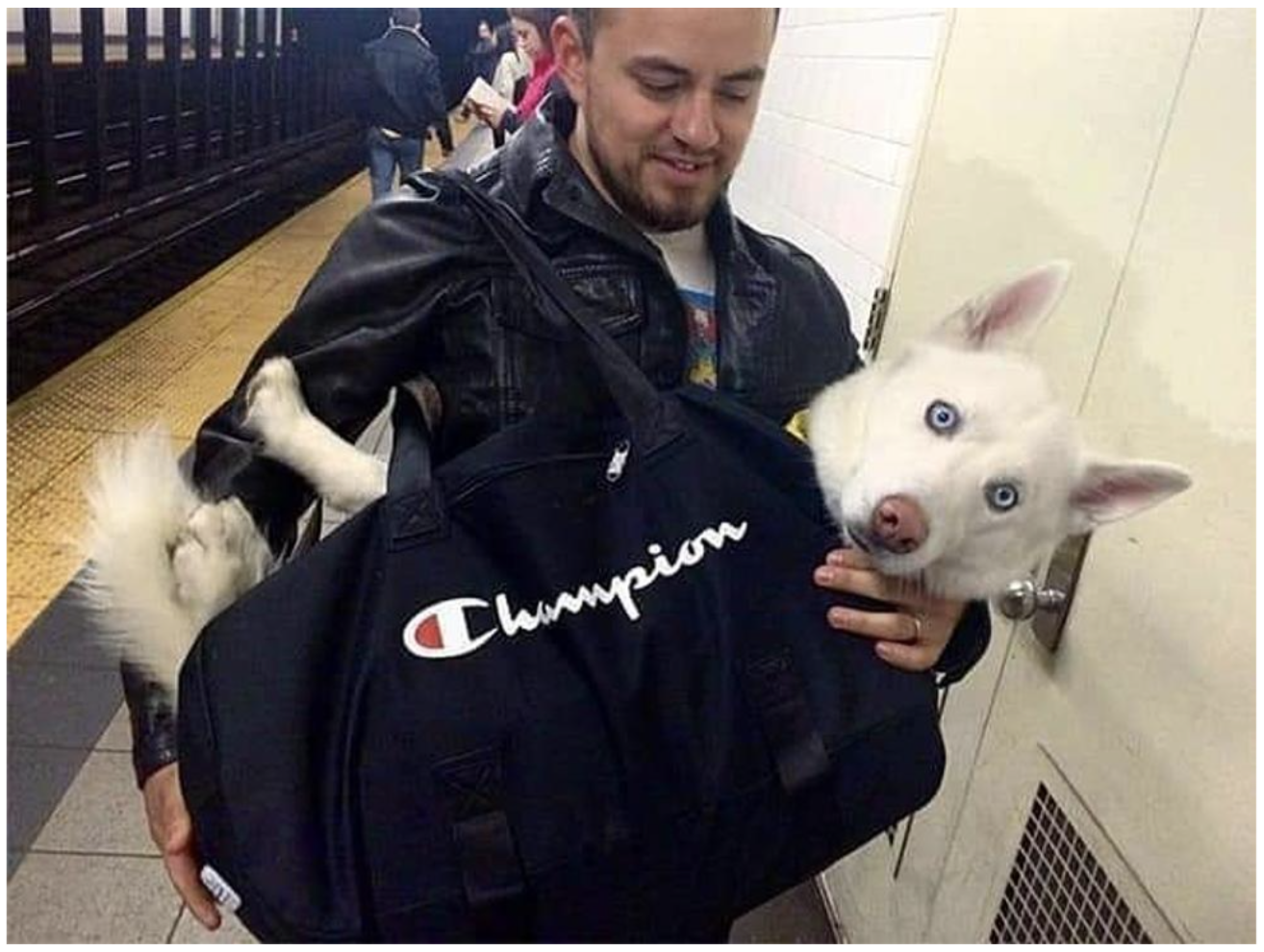 Name:  dog-subway.png
Views: 5582
Size:  1.81 MB