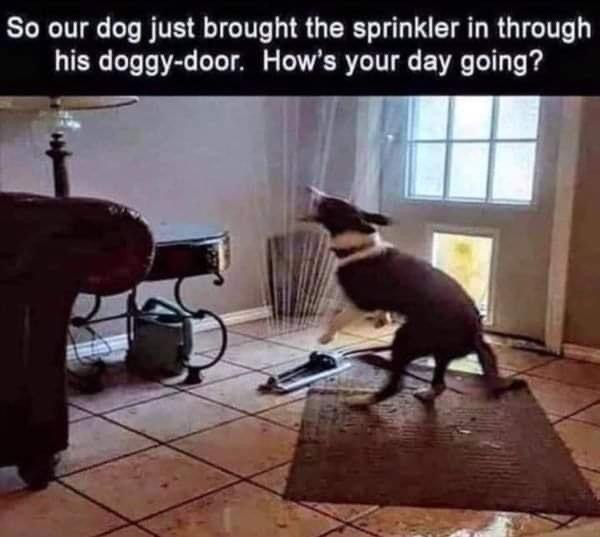 Name:  dog-sprinkler.jpg
Views: 3419
Size:  65.3 KB