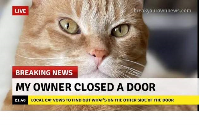 Name:  Cat..jpg
Views: 3432
Size:  214.9 KB