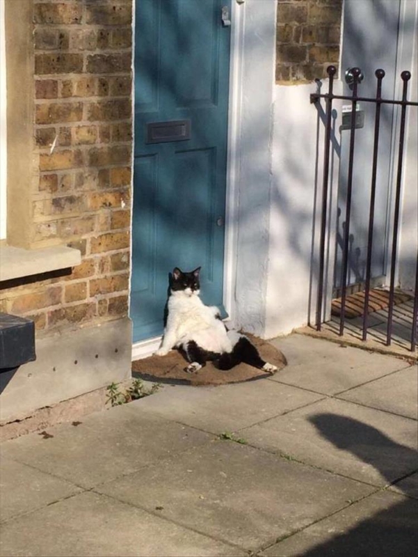 Name:  Cat..jpg
Views: 3200
Size:  282.9 KB