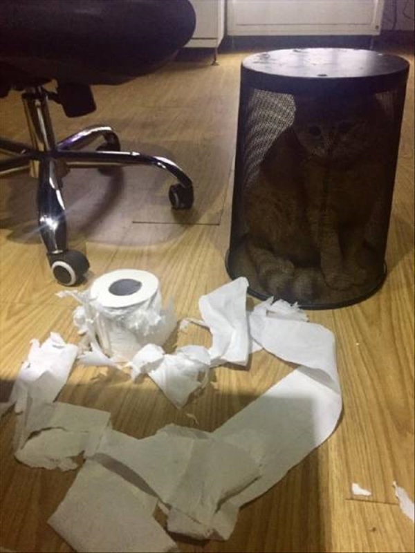 Name:  Cat.jpg
Views: 3151
Size:  229.0 KB
