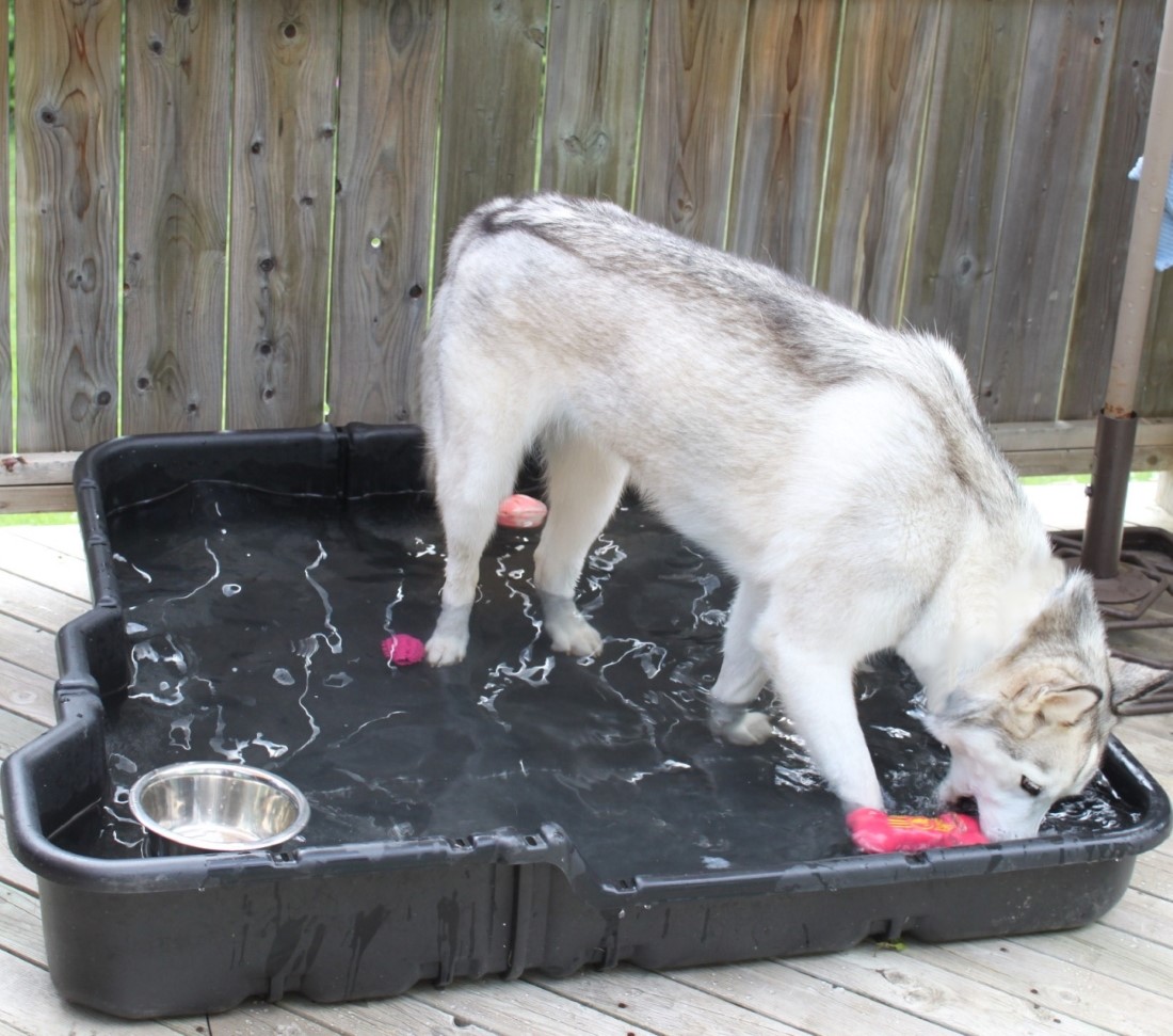 Name:  Talii in the pool..jpg
Views: 1691
Size:  239.5 KB