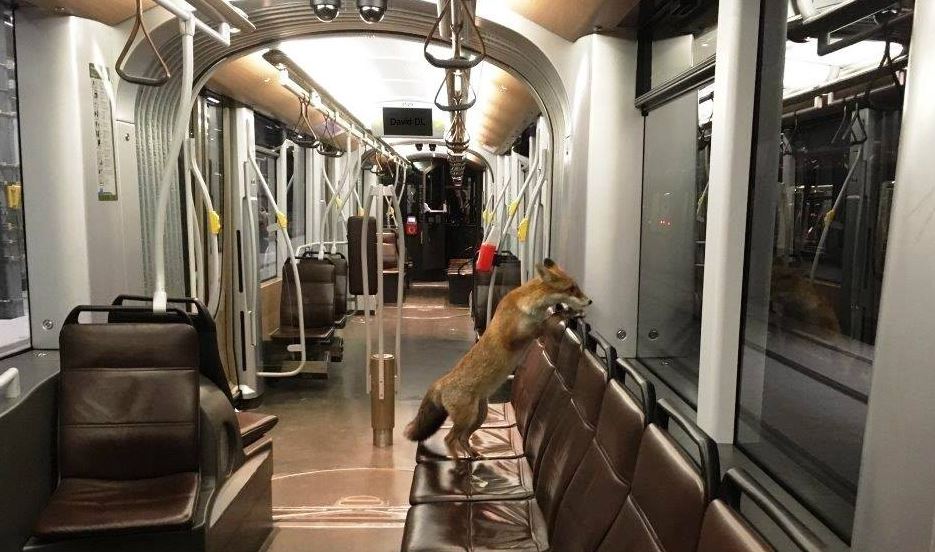 Name:  Fox_Tram.jpg
Views: 2071
Size:  93.0 KB