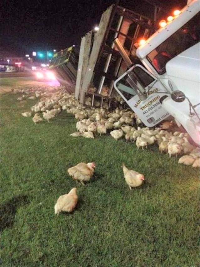 Name:  Free range..jpg
Views: 1178
Size:  169.6 KB
