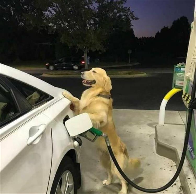 Name:  At the pump..jpg
Views: 1130
Size:  59.1 KB