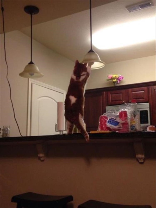 Name:  Cat.jpg
Views: 1110
Size:  174.3 KB