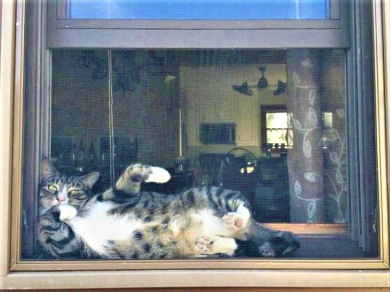 Name:  Cat.jpg
Views: 1568
Size:  294.0 KB