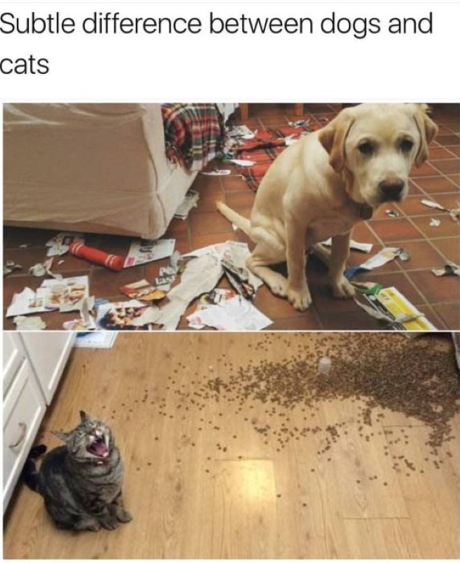 Name:  Cats and dogs..jpg
Views: 1047
Size:  269.3 KB