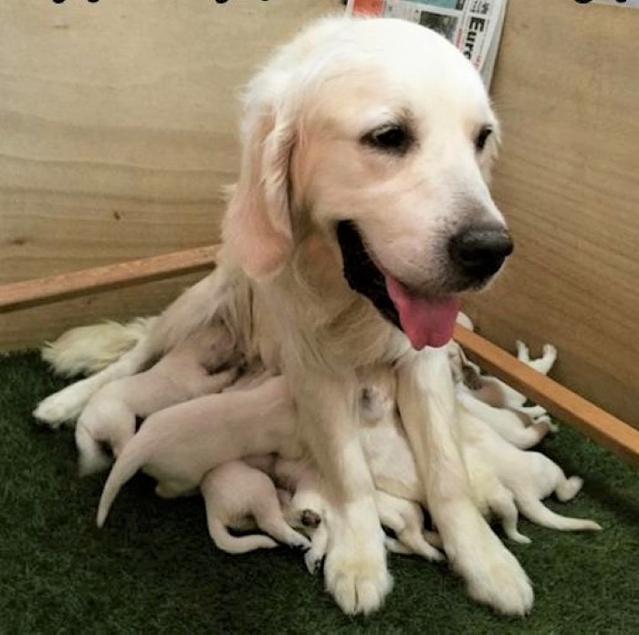Name:  Dogtopus..jpg
Views: 2513
Size:  114.0 KB