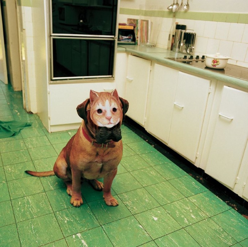 Name:  Meow..jpg
Views: 3481
Size:  163.5 KB