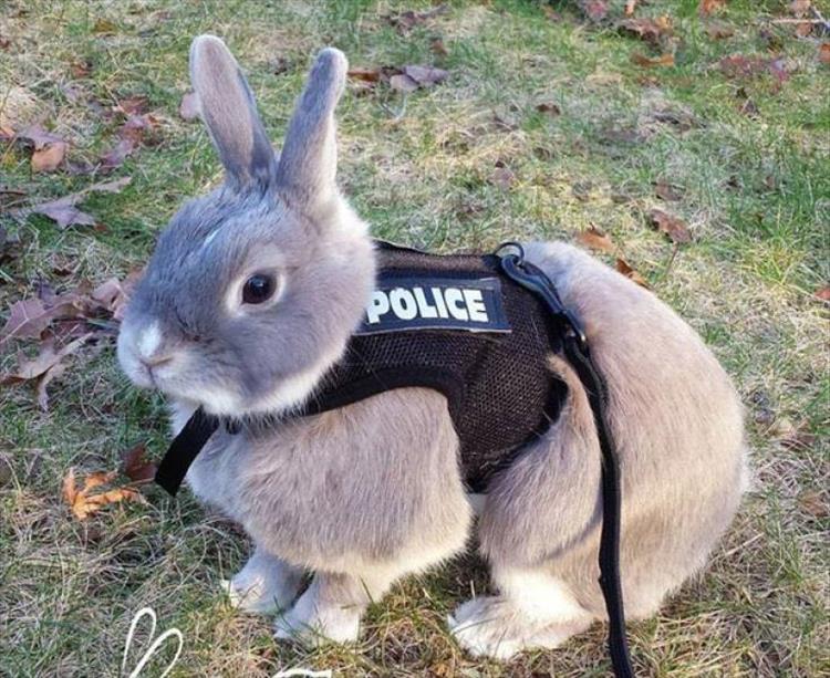 Name:  Bunny..jpg
Views: 1352
Size:  106.8 KB