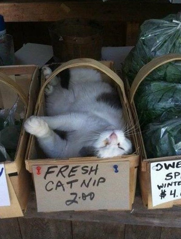 Name:  Cat nip..jpg
Views: 3464
Size:  123.9 KB