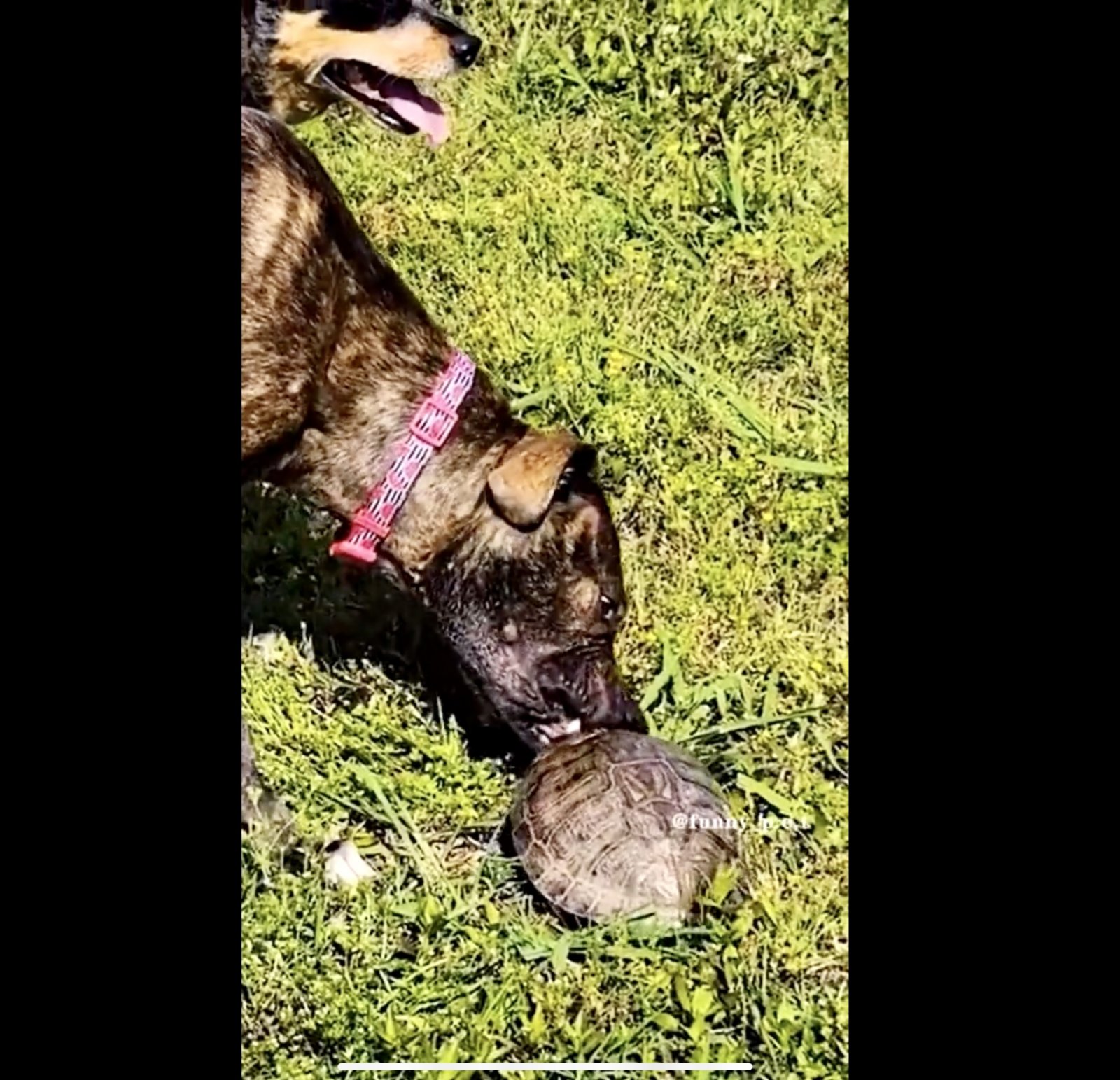 Name:  turtle1.jpg
Views: 1157
Size:  366.9 KB