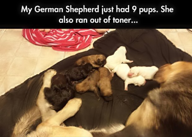 Name:  Pups..jpg
Views: 1104
Size:  154.3 KB