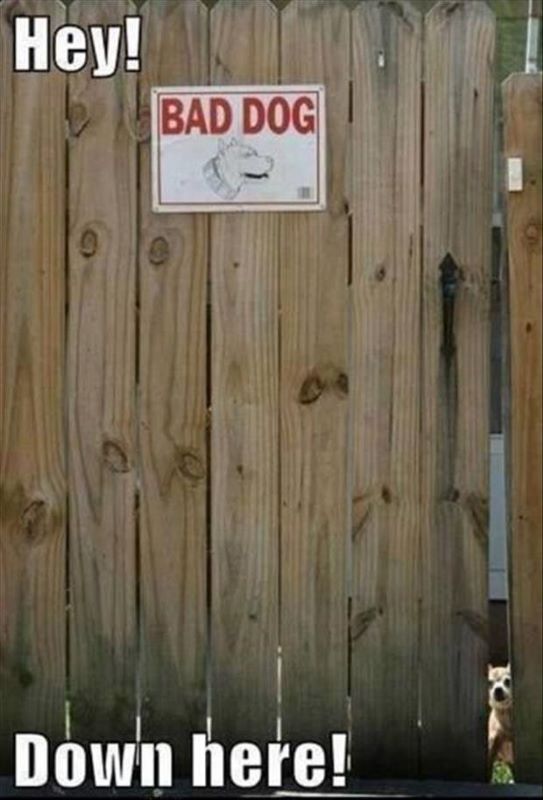 Name:  Funny animals.jpg
Views: 929
Size:  54.7 KB
