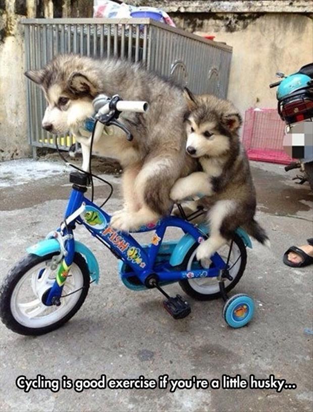 Name:  Husky..jpg
Views: 2590
Size:  94.6 KB