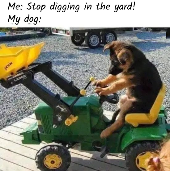 Name:  Dog..jpg
Views: 1767
Size:  138.7 KB