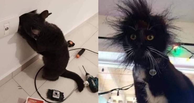 Name:  Cat..jpg
Views: 1714
Size:  27.2 KB