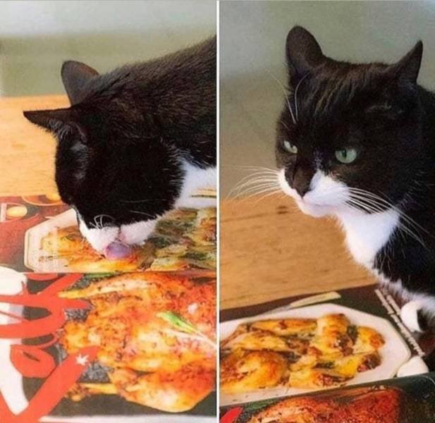 Name:  Cat..jpg
Views: 1722
Size:  68.7 KB