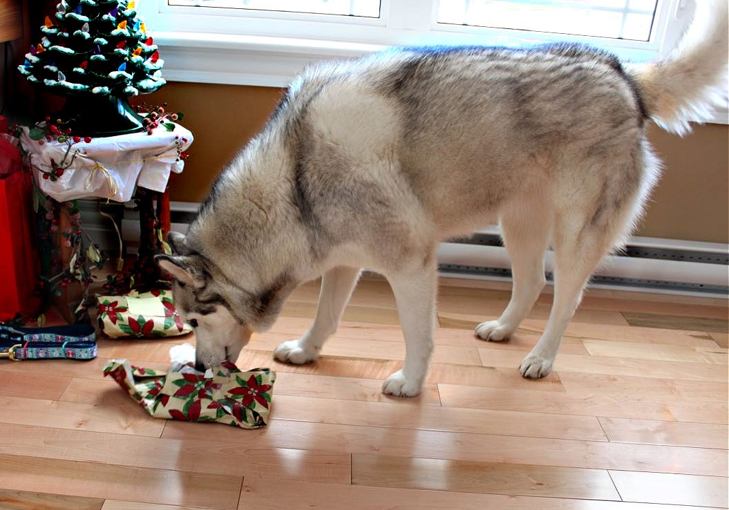 Name:  Presents. (1).jpg
Views: 260
Size:  186.4 KB