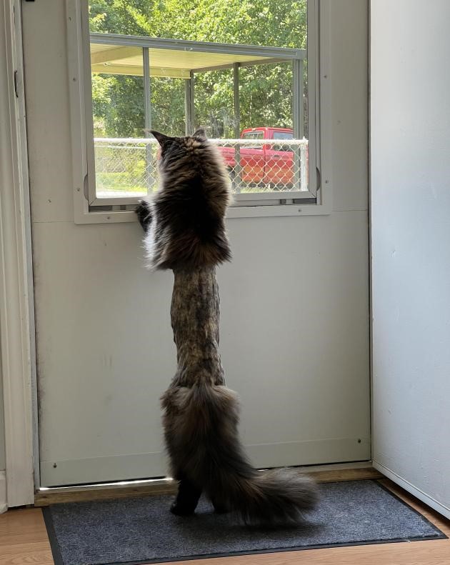 Name:  Cat..jpg
Views: 1539
Size:  90.6 KB