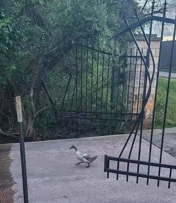 Name:  Duck..jpg
Views: 4780
Size:  142.1 KB