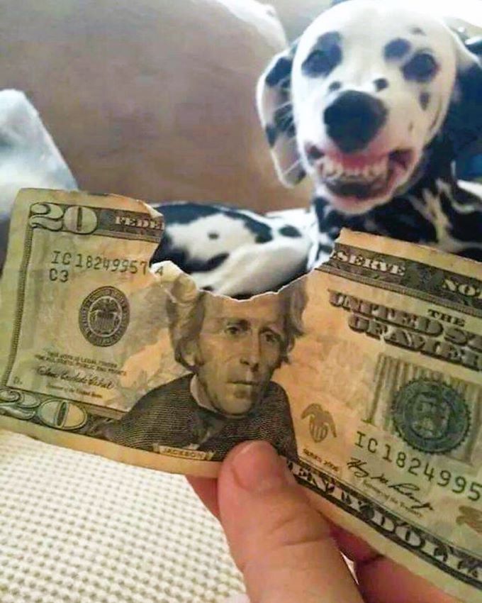 Name:  Dog..jpg
Views: 2699
Size:  86.7 KB